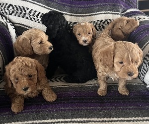 Cavapoo Puppy for Sale in KALONA, Iowa USA