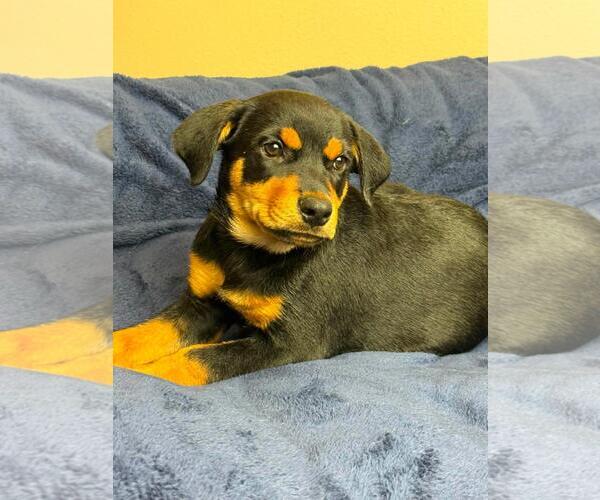 Medium Photo #3 Labrottie Puppy For Sale in Rockwall, TX, USA