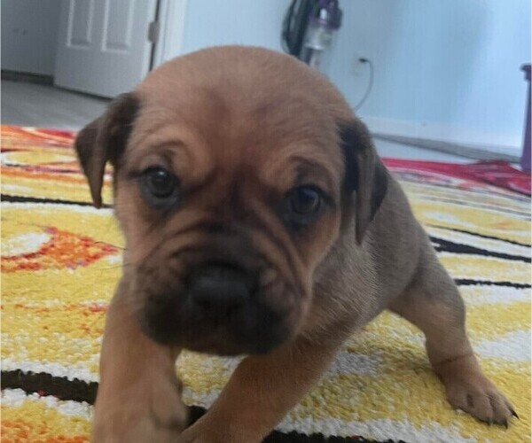 Medium Photo #10 Beagleman-Pug Mix Puppy For Sale in YELM, WA, USA