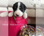 Small Photo #3 Border Collie Puppy For Sale in VIRGINIA BEACH, VA, USA