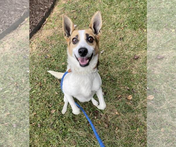 Medium Photo #2 Eurasier-Unknown Mix Puppy For Sale in Front Royal, VA, USA