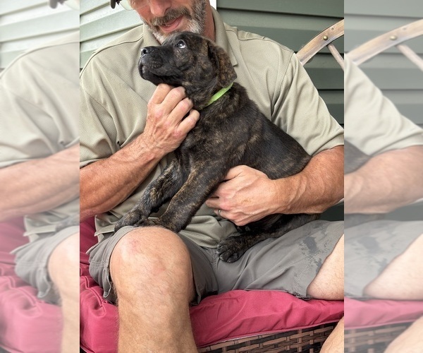 Medium Photo #13 Rotticorso Puppy For Sale in REEVESVILLE, SC, USA