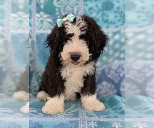 Sheepadoodle Puppy for sale in LANCASTER, PA, USA