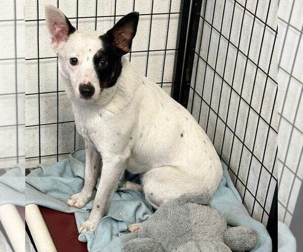 Medium Photo #2 Mutt Puppy For Sale in Modesto, CA, USA