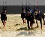 Small Photo #4 Doberman Pinscher Puppy For Sale in MADERA, CA, USA