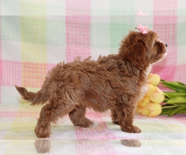 Medium Photo #3 Cavapoo Puppy For Sale in ETNA GREEN, IN, USA