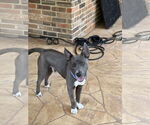 Small #2 American Pit Bull Terrier Mix
