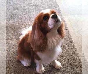 Father of the Cavalier King Charles Spaniel puppies born on 04/01/2022