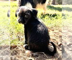 Small #1 Mutt