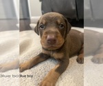 Small Photo #5 Doberman Pinscher Puppy For Sale in GRANT, AL, USA
