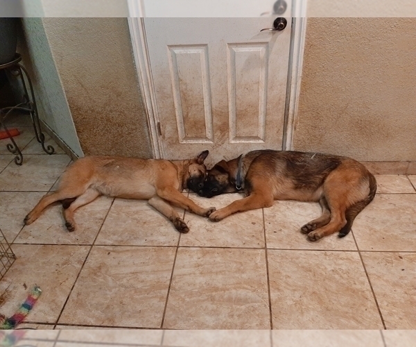 Medium Photo #21 Malinois Puppy For Sale in ORCHARDS, WA, USA