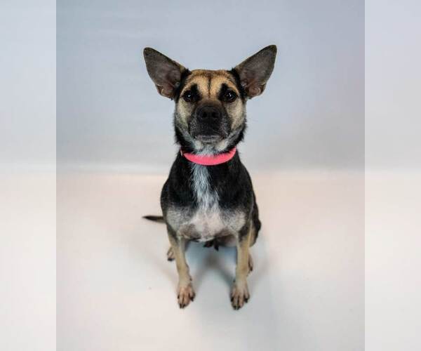 Medium Photo #6 Mutt Puppy For Sale in Kennesaw, GA, USA