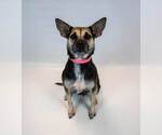 Small #5 Mutt
