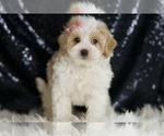 Small #3 Maltipoo