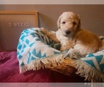 Small Photo #6 Goldendoodle Puppy For Sale in SEYMOUR, CT, USA