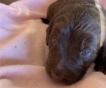 Small Photo #5 Labradoodle Puppy For Sale in PUEBLO, CO, USA