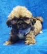 Small Photo #27 Lhasa Apso Puppy For Sale in BUFFALO, MO, USA