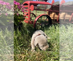 Labrador Retriever Puppy for sale in NEOLA, WV, USA