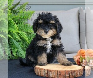 Bernedoodle (Miniature) Puppy for sale in NARVON, PA, USA