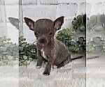 Small #19 Chihuahua