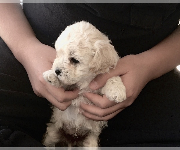 Medium Photo #4 Poodle (Toy) Puppy For Sale in SAFFORD, AZ, USA