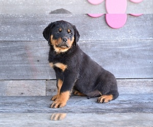 Rottweiler Puppy for sale in MILLERSBURG, OH, USA