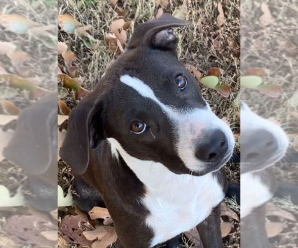 Medium Photo #1 Labrador Retriever-Unknown Mix Puppy For Sale in Claremore, OK, USA