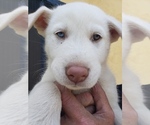 Small #2 Anatolian Shepherd-Siberian Husky Mix