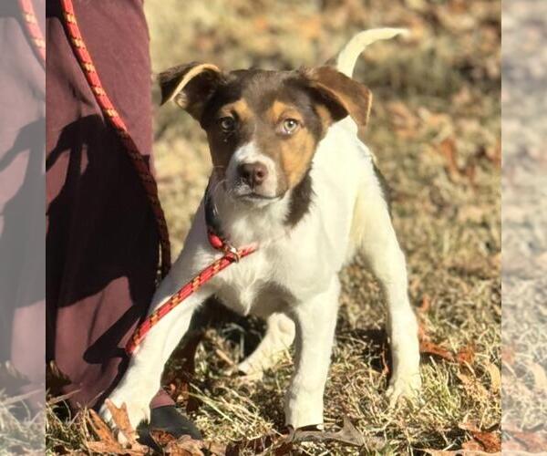 Medium Photo #4 Australian Shepherd-Unknown Mix Puppy For Sale in Yardley, PA, USA