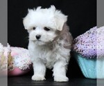 Small #4 Maltese