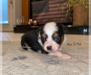 Australian Shepherd Puppy for sale in BATESVILLE, AR, USA