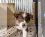 Small Photo #8 Australian Shepherd Puppy For Sale in COLORADO SPRINGS, CO, USA