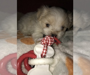 Malchi Puppy for sale in DEERFIELD, NY, USA