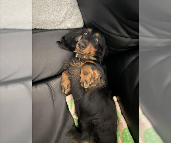Medium Photo #1 Dachshund Puppy For Sale in Los Angeles, CA, USA