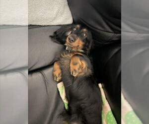 Dachshund Dogs for adoption in Los Angeles, CA, USA