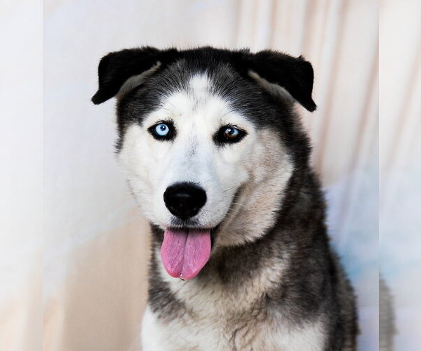 Medium Photo #1 Siberian Husky-Unknown Mix Puppy For Sale in Pasadena, CA, USA