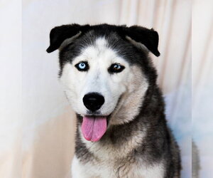 Siberian Husky-Unknown Mix Dogs for adoption in Pasadena, CA, USA