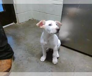 Mutt Dogs for adoption in Tulsa, OK, USA