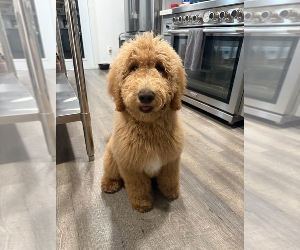 Medium Photo #9 Goldendoodle Puppy For Sale in OAKLAND, CA, USA