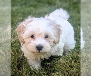 Havanese Dogs for adoption in Olalla, WA, USA