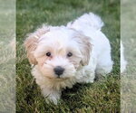 Small Havanese