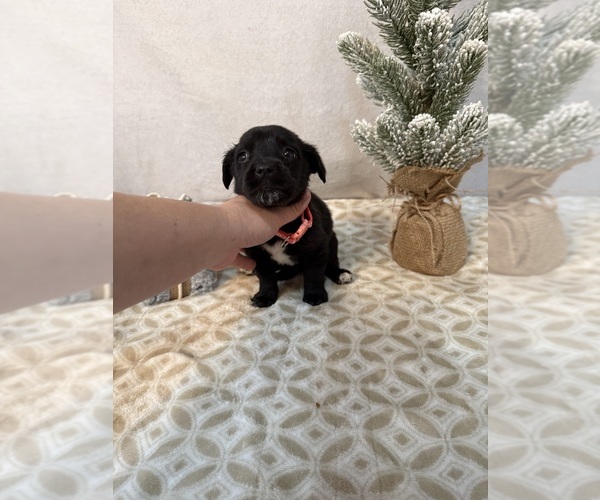 Medium Photo #6 Chihuahua Puppy For Sale in MILNER, GA, USA