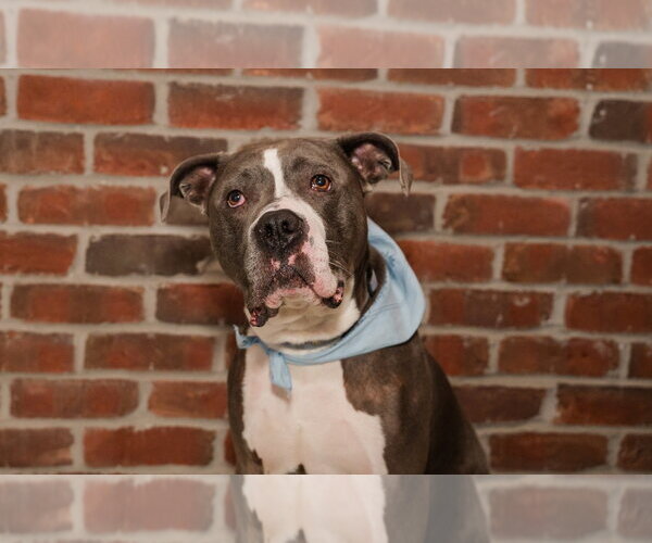 Medium Photo #5 American Bulldog-Unknown Mix Puppy For Sale in St. Louis Park, MN, USA