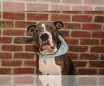 Small #4 American Bulldog Mix