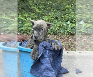 Cane Corso Puppy for sale in DUBLIN, GA, USA