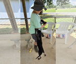Small #4 Plott Hound Mix