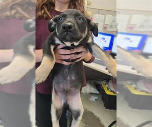 American Pit Bull Terrier-Unknown Mix Dogs for adoption in Stockton, CA, USA