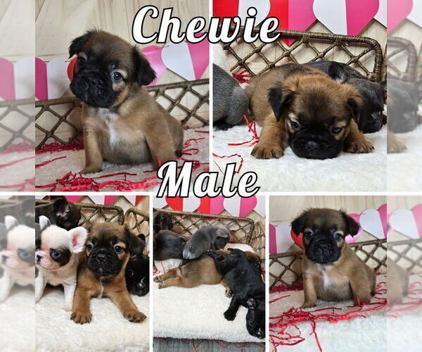 Medium Photo #1 French Bulldog Puppy For Sale in SACRAMENTO, CA, USA