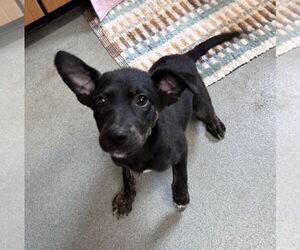 Border Collie-Unknown Mix Dogs for adoption in Sterling, MA, USA