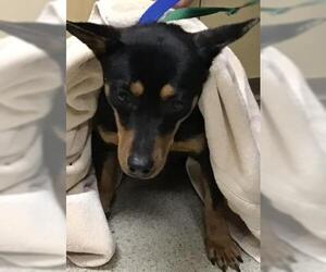 Mutt Dogs for adoption in Riverside, CA, USA